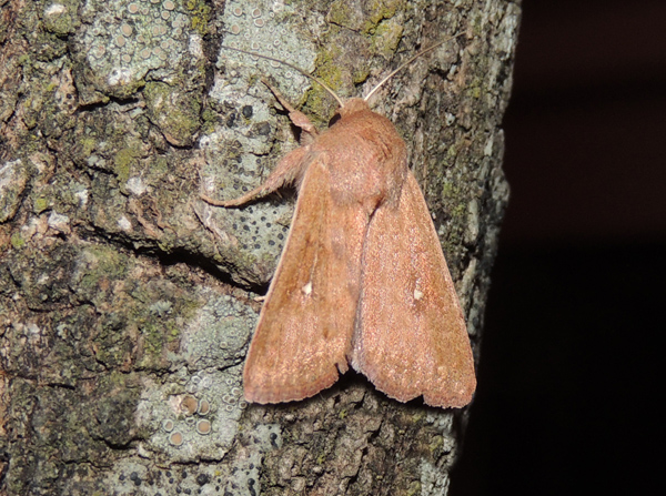 Mythimna albipuncta  Noctuidae